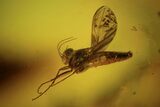 Detailed Fossil Fly (Mycetophilidae) In Baltic Amber #105451-2